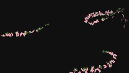 花转场粉色花非洲菊高清在线视频素材下载