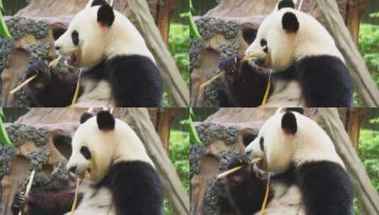 吃竹子的大熊猫高清在线视频素材下载