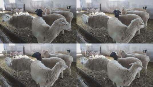 羊圈里的羊群高清在线视频素材下载