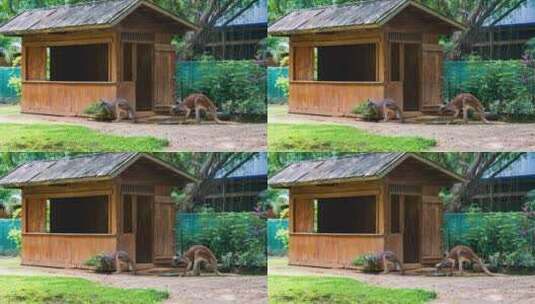 动物园里的袋鼠高清在线视频素材下载