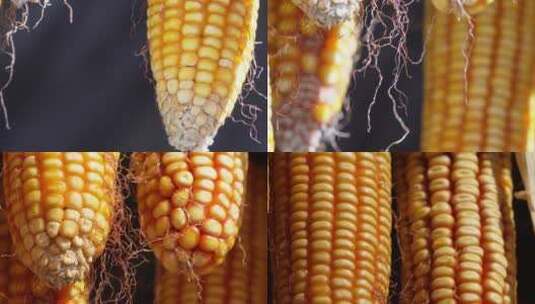 丰收过年富足悬挂的玉米高清在线视频素材下载