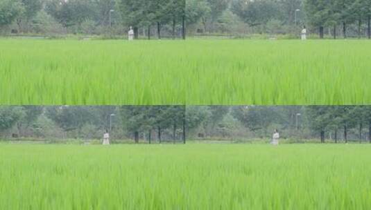 4K自然风光农业稻田高清在线视频素材下载