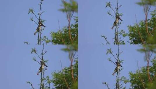 树枝上的两只白头翁 鸣叫的鸟儿高清在线视频素材下载