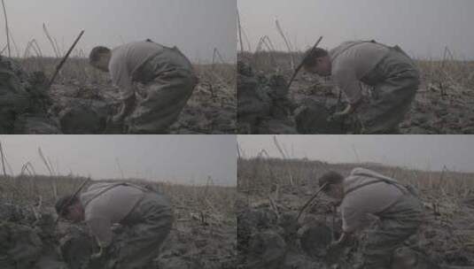 藕农挖藕慢镜头LOG视频素材高清在线视频素材下载