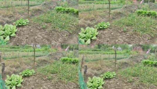 农村房屋花草树木绿色植物菜园高清在线视频素材下载