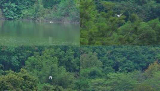 湿地公园的池鹭高清在线视频素材下载