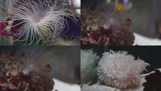 【镜头合集】寄生在珊瑚礁石上的海葵触手高清在线视频素材下载