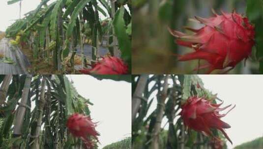 三亚热带水果火龙果绿色植物特写高清在线视频素材下载