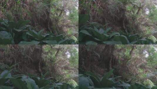 植被丛林户外植物茂盛枯木枯叶高清在线视频素材下载