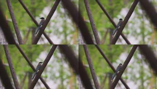 林子间的鸟儿高清在线视频素材下载