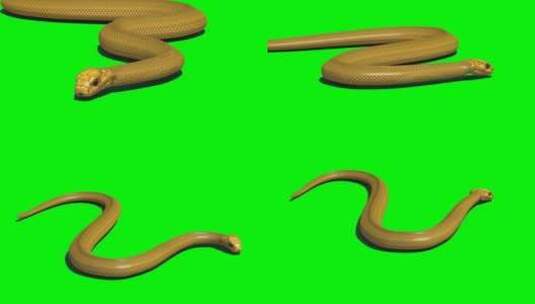 绿屏特效眼镜王蛇爬行高清在线视频素材下载