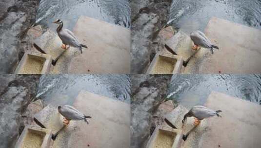鸭子斑头雁在水边吃饲料觅食高清在线视频素材下载