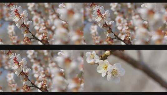 春天白色梨花樱花开放花朵树枝百花盛开高清在线视频素材下载