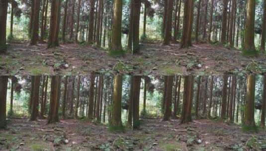 树林背景梦幻森林高清在线视频素材下载