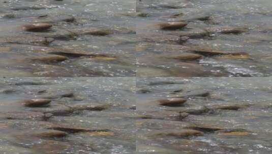 河流流水流经石头（4k）高清在线视频素材下载