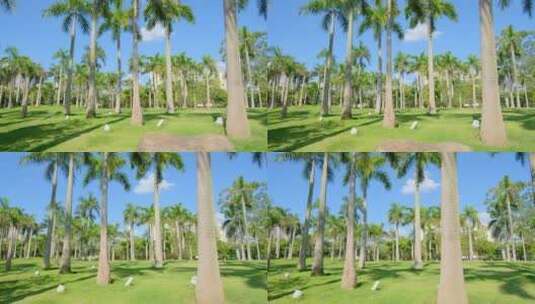 唯美夏天阳光高大的棕榈树林大王椰子树高清在线视频素材下载