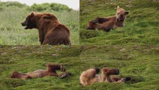 棕熊在草地上玩耍打滚休息高清在线视频素材下载