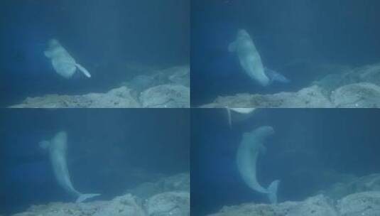 白海豚群高清在线视频素材下载