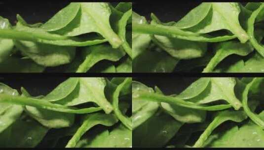 带探头镜头的新鲜绿色菠菜微距高清在线视频素材下载