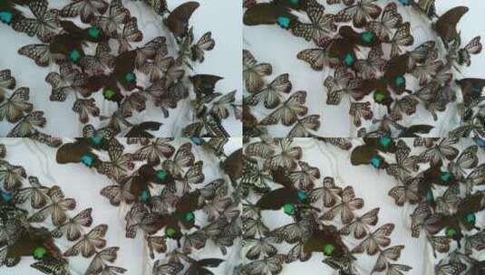 公园好看的美丽蝴蝶标本高清在线视频素材下载