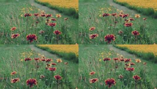 8k实拍草地上盛开的菊花高清在线视频素材下载
