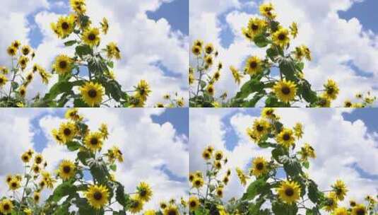 【精品】向日葵太阳花向阳花高清在线视频素材下载