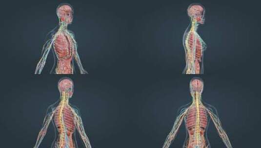 三维人体解剖器官肺部肝脏胃三维动画高清在线视频素材下载