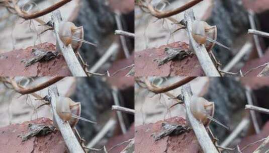爬行的小蜗牛高清在线视频素材下载