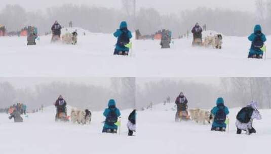 哈士奇雪橇狗慢动作拉高清在线视频素材下载