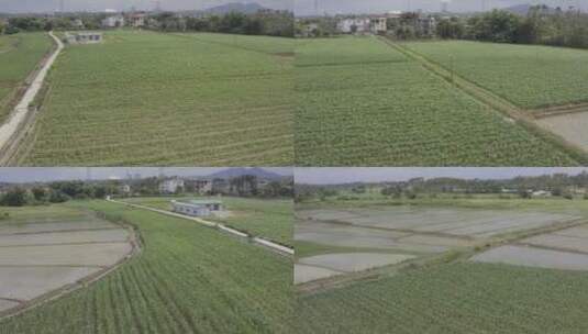 农作物 新农村 幼苗 稻田 水稻 玉米高清在线视频素材下载