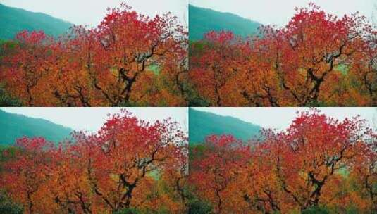 秋天的红叶高清在线视频素材下载
