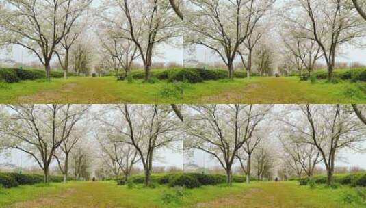 茶园里的樱花树高清在线视频素材下载