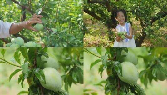 奈李种植基地高清在线视频素材下载