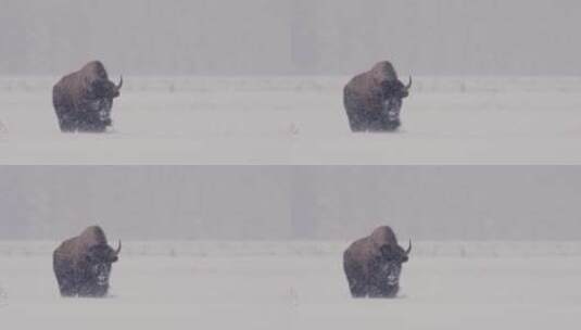雪中的野牛高清在线视频素材下载