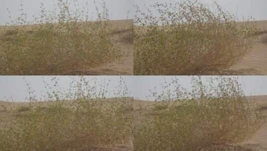 沙漠灌木在风中的特写镜头高清在线视频素材下载
