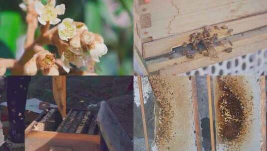 养蜂场中蜂蜂农取蜜劳作画面素材高清在线视频素材下载
