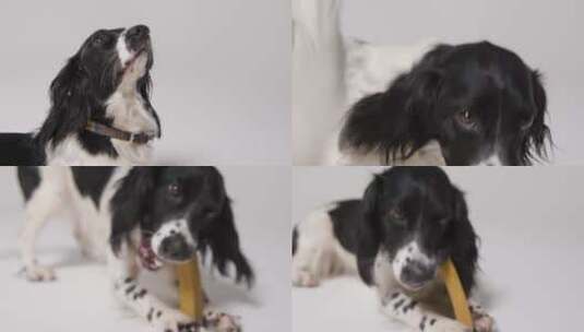 狗吃食物的特写镜头高清在线视频素材下载