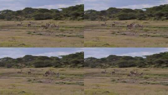 草原上的汤姆森瞪羚高清在线视频素材下载