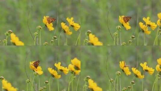 蝴蝶趴在鲜花上高清在线视频素材下载