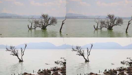 水中枯木高清在线视频素材下载