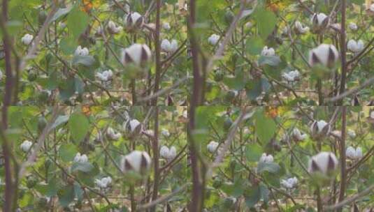 田野里的棉花高清在线视频素材下载