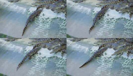 4K鳄鱼养殖高清在线视频素材下载