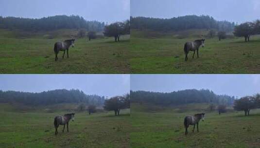 高清航拍草原马奔跑森林自然风光高清在线视频素材下载