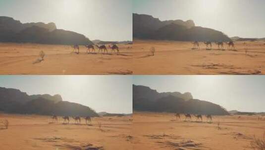 骆驼穿越沙漠高清在线视频素材下载