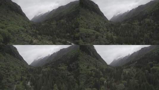 四姑娘山原始森林高清在线视频素材下载