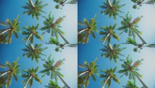 椰林 椰子树高清在线视频素材下载