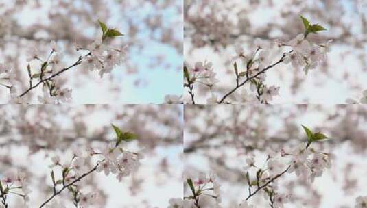 樱花空镜-天空背景-10高清在线视频素材下载