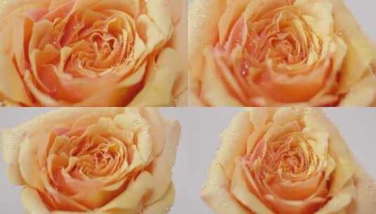实拍凝固水珠的鲜花玫瑰 橙色黄色 假日公主高清在线视频素材下载