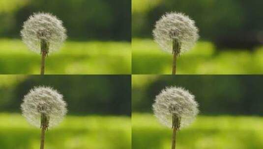 普通蒲公英，铁皮蒲公英——一朵被风吹开的花的特写镜头。在公园的绿草前拍摄。高清在线视频素材下载