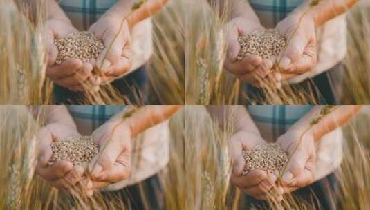 农民的手捧着丰收的小麦高清在线视频素材下载